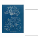 Ceramium botryocarpum by Anna Atkins