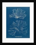 Ceramium botryocarpum by Anna Atkins