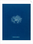 Ceramium diaphanum by Anna Atkins