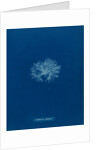 Ceramium diaphanum by Anna Atkins