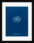 Ceramium diaphanum by Anna Atkins