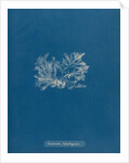 Ceramium gaditanum by Anna Atkins