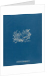 Ceramium gaditanum by Anna Atkins