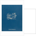 Ceramium gaditanum by Anna Atkins