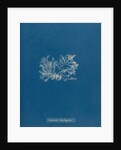 Ceramium gaditanum by Anna Atkins