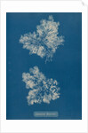 Ceramium circinatum by Anna Atkins