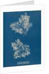 Ceramium circinatum by Anna Atkins