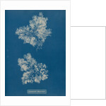 Ceramium circinatum by Anna Atkins