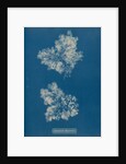 Ceramium circinatum by Anna Atkins