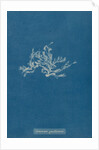 Ceramium diaphanum by Anna Atkins