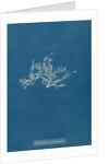 Ceramium diaphanum by Anna Atkins