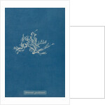 Ceramium diaphanum by Anna Atkins