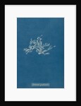 Ceramium diaphanum by Anna Atkins