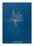 Ceramium deslongchampsii by Anna Atkins