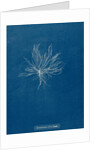 Ceramium deslongchampsii by Anna Atkins