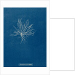Ceramium deslongchampsii by Anna Atkins