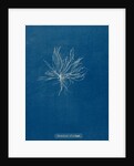 Ceramium deslongchampsii by Anna Atkins
