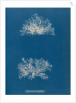 Ceramium echionotum by Anna Atkins