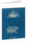 Ceramium echionotum by Anna Atkins