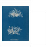 Ceramium echionotum by Anna Atkins