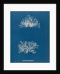 Ceramium echionotum by Anna Atkins