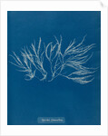 Spyridia filamentosa by Anna Atkins