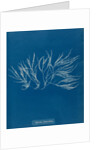 Spyridia filamentosa by Anna Atkins