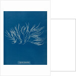 Spyridia filamentosa by Anna Atkins