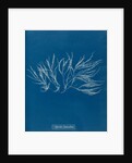 Spyridia filamentosa by Anna Atkins