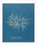 Halurus equiesetifolius by Anna Atkins