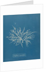 Halurus equiesetifolius by Anna Atkins