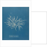 Halurus equiesetifolius by Anna Atkins