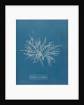 Halurus equiesetifolius by Anna Atkins