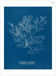 Whorled bush weed by Anna Atkins