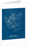 Whorled bush weed by Anna Atkins