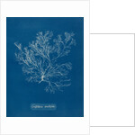 Whorled bush weed by Anna Atkins