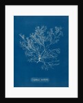 Whorled bush weed by Anna Atkins