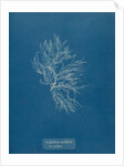Whorled bush weed by Anna Atkins