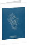 Whorled bush weed by Anna Atkins