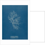 Whorled bush weed by Anna Atkins