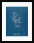 Whorled bush weed by Anna Atkins
