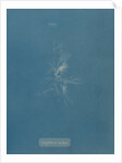 Bearded red seaweed by Anna Atkins