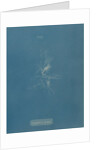 Bearded red seaweed by Anna Atkins