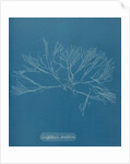Griffthsia corallinoides by Anna Atkins