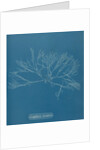 Griffthsia corallinoides by Anna Atkins