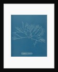 Griffthsia corallinoides by Anna Atkins
