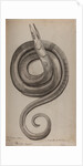 Serpent eel by Unknown