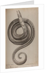 Serpent eel by Unknown