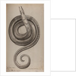 Serpent eel by Unknown