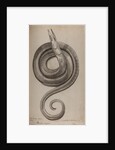 Serpent eel by Unknown